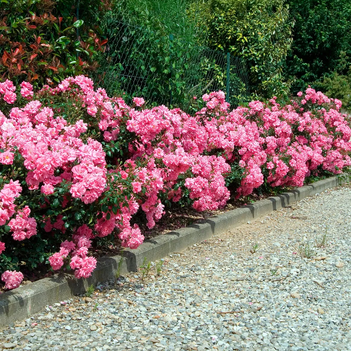 Rosiers couvre-sol Mirato ® - Un tapis de roses tout l'été
