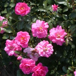 Rosiers couvre-sol Mirato ® - Un tapis de roses tout l'été