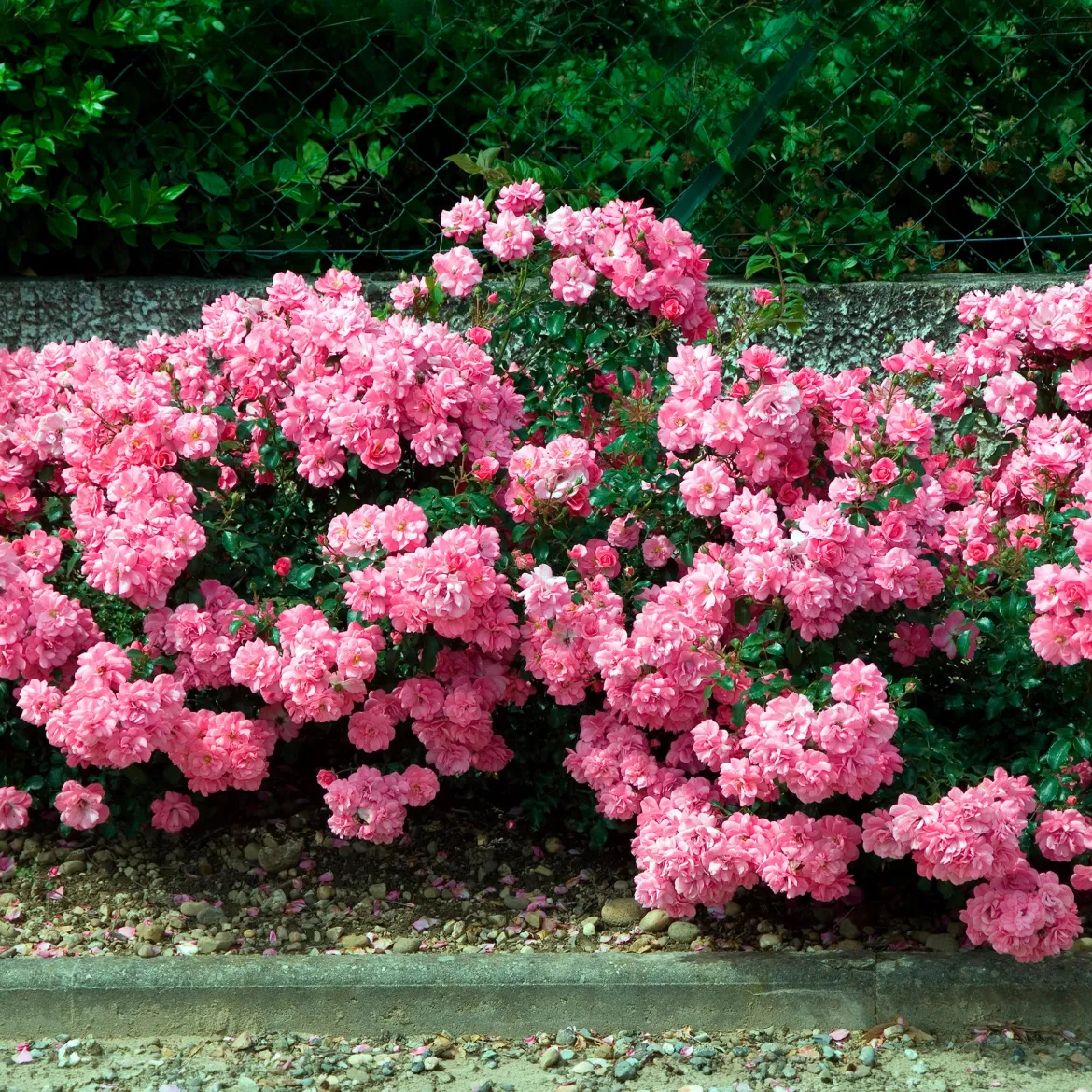 Rosiers couvre-sol Mirato ® - Un tapis de roses tout l'été