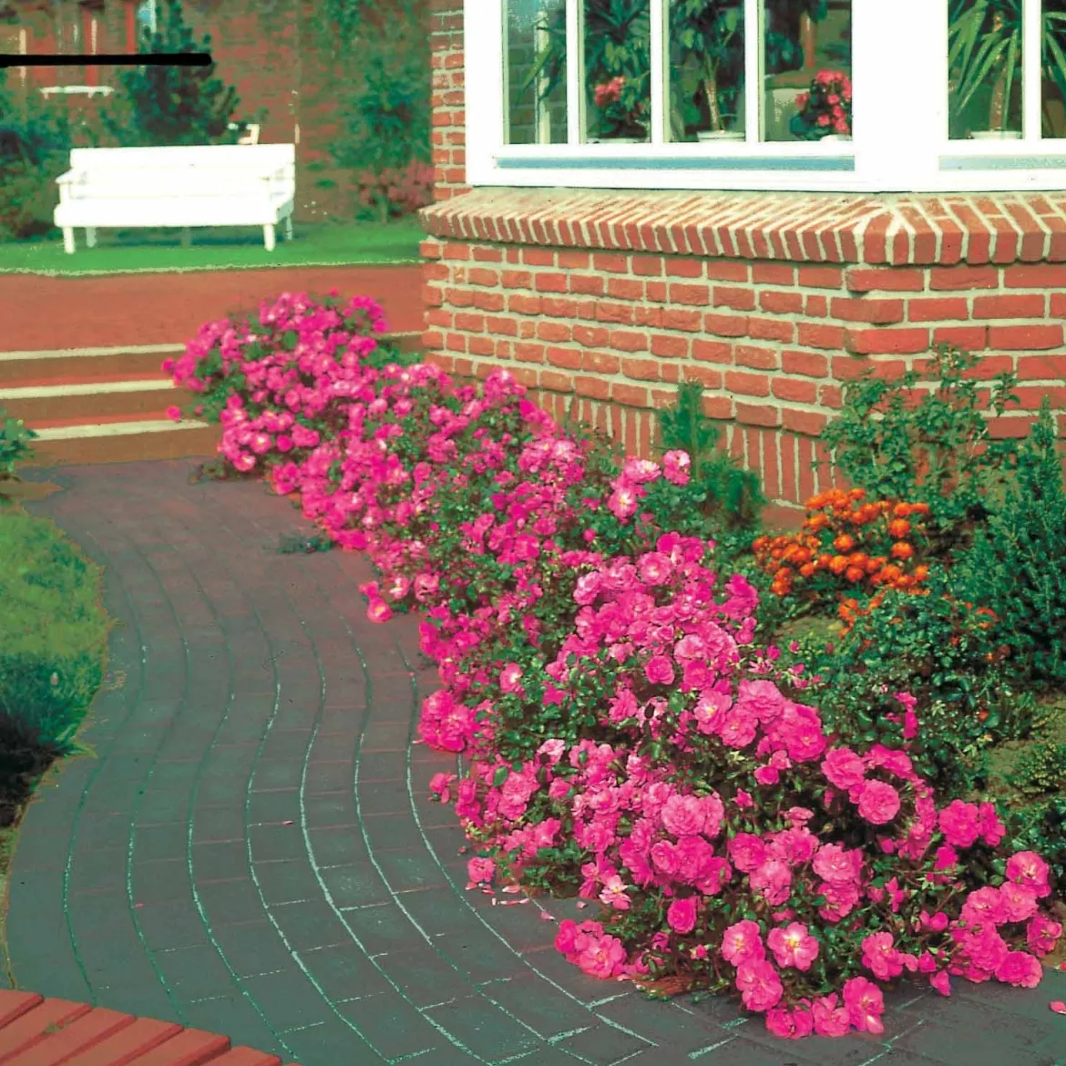 Rosiers couvre-sol Mirato ® - Un tapis de roses tout l'été