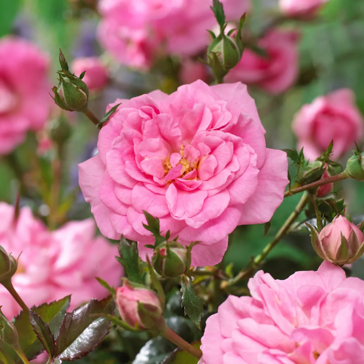 Rosiers couvre-sol Mirato ® - Un tapis de roses tout l'été