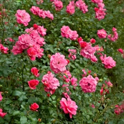 Rosiers couvre-sol Mirato ® - Un tapis de roses tout l'été