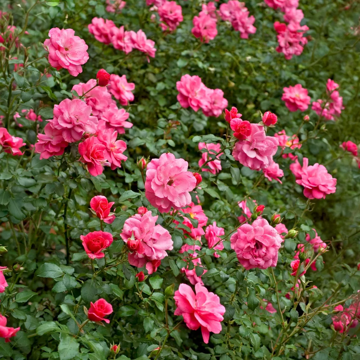 Rosiers couvre-sol Mirato ® - Un tapis de roses tout l'été