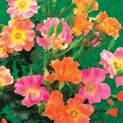 3 Rosiers couvre-sols Happy Chappy - Un tapis de fleurs sans effort