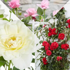 3 Rosiers grimpants parfumées en mélange - Un mur fleuri et parfumé
