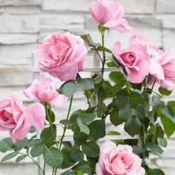 3 Rosiers grimpants parfumées en mélange - Un mur fleuri et parfumé