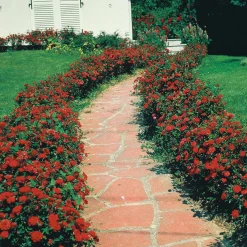 3 Rosiers à massif Alain - Un massif rouge tout l'été