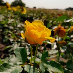 3 Rosiers à massif Friesia - Un jaune qui ne fane pas