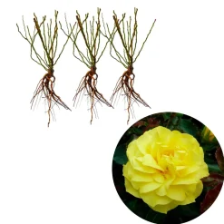 3 Rosiers à massif Friesia - Un jaune qui ne fane pas