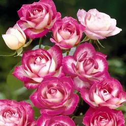 3 Rosiers à massif La Minuette - Un massif fleuri sans effort