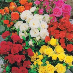10 Rosiers polyantha pour massif en mélange - Un massif fleuri tout l'été