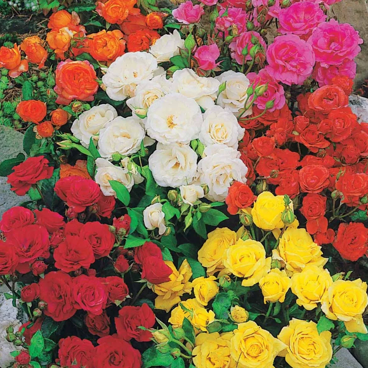 10 Rosiers polyantha pour massif en mélange - Un massif fleuri tout l'été