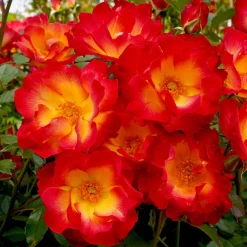 Rosier Summer of Love® - Rouge intense tout l'été