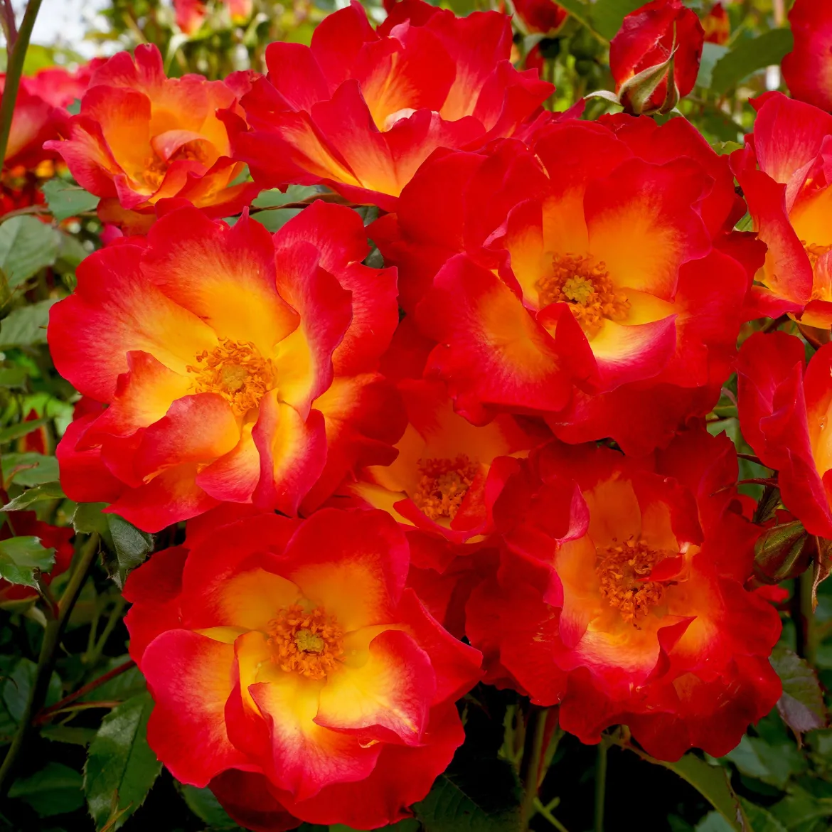 Rosier Summer of Love® - Rouge intense tout l'été