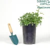 Rosier Super Excelsa® grimpant - Un mur de roses sans effort