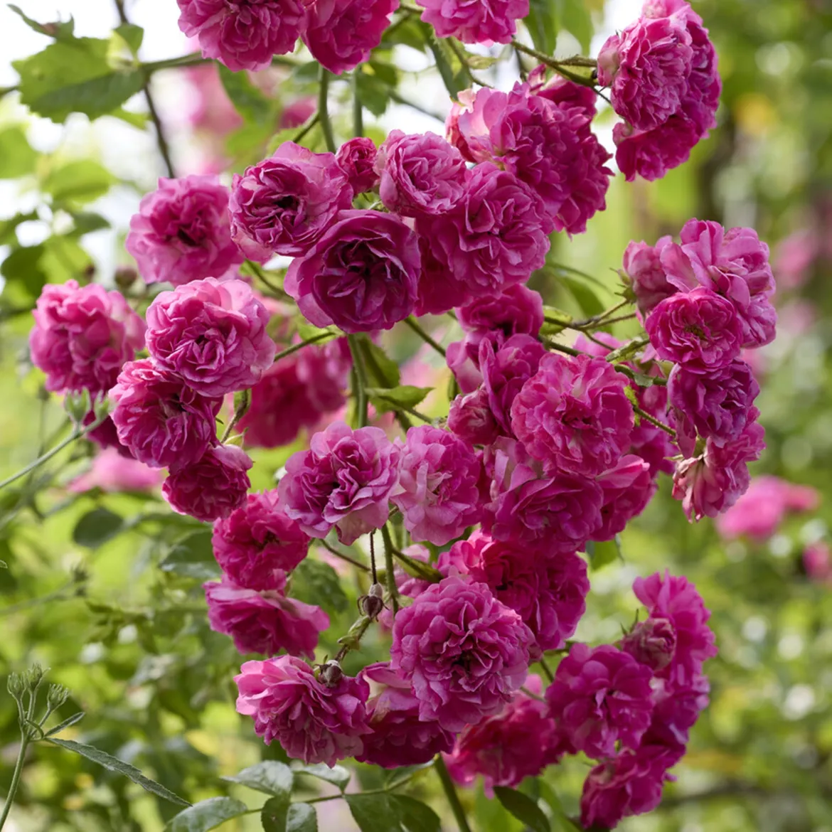 Rosier Super Excelsa® grimpant - Un mur de roses sans effort