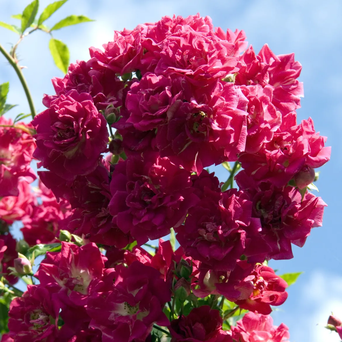 Rosier Super Excelsa® grimpant - Un mur de roses sans effort