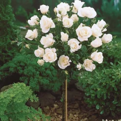 Rosier sur tige Korbin - Un arbre à roses blanches