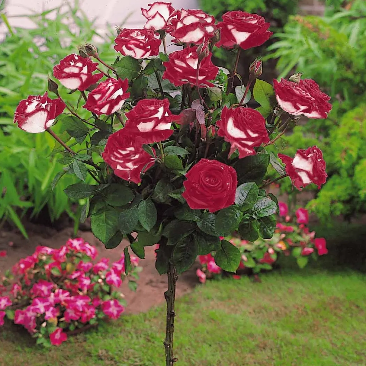 Rosier sur tige Osiria - La rose bicolore qui fascine