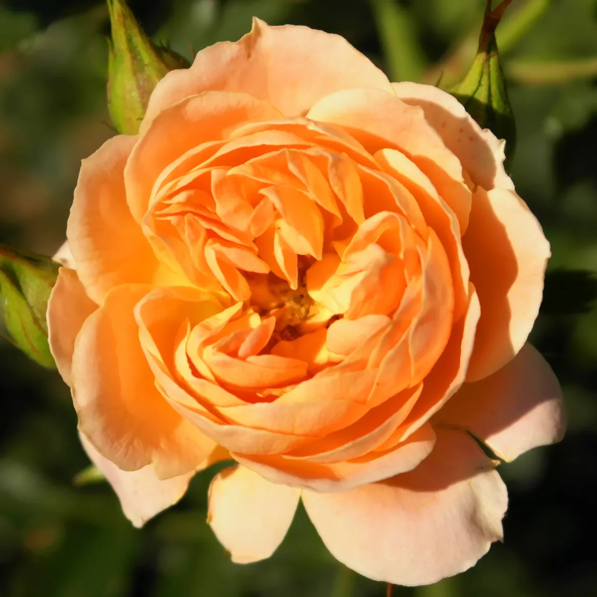 Rosier Sweet Dream ® - Des roses tout l'été