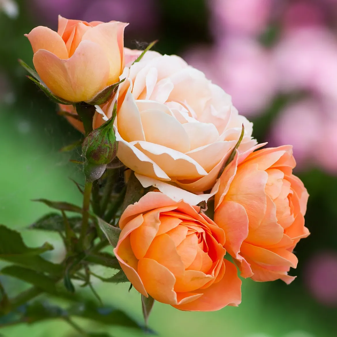 Rosier Sweet Dream ® - Des roses tout l'été