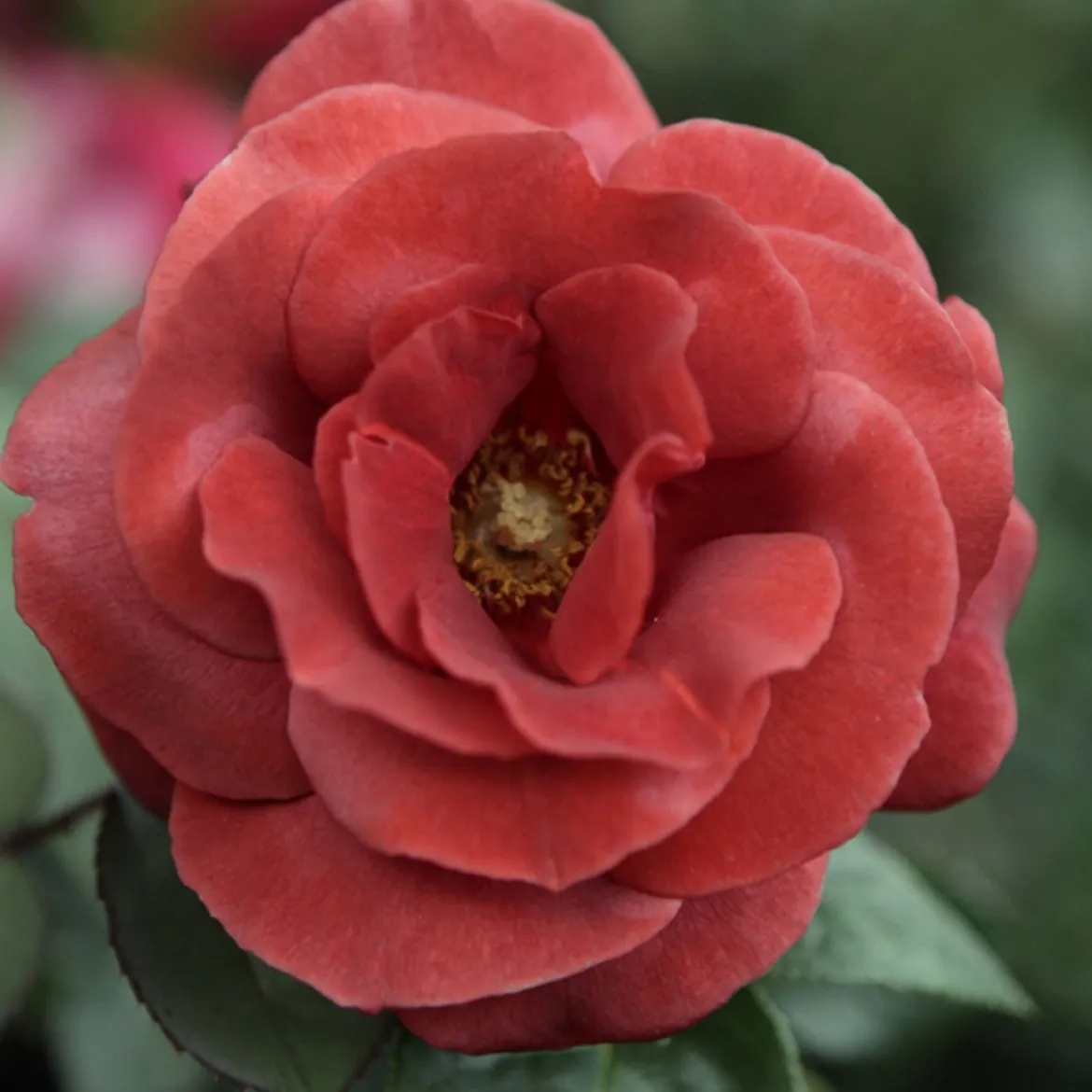 Rosier Terracotta ® - La rose couleur terre cuite
