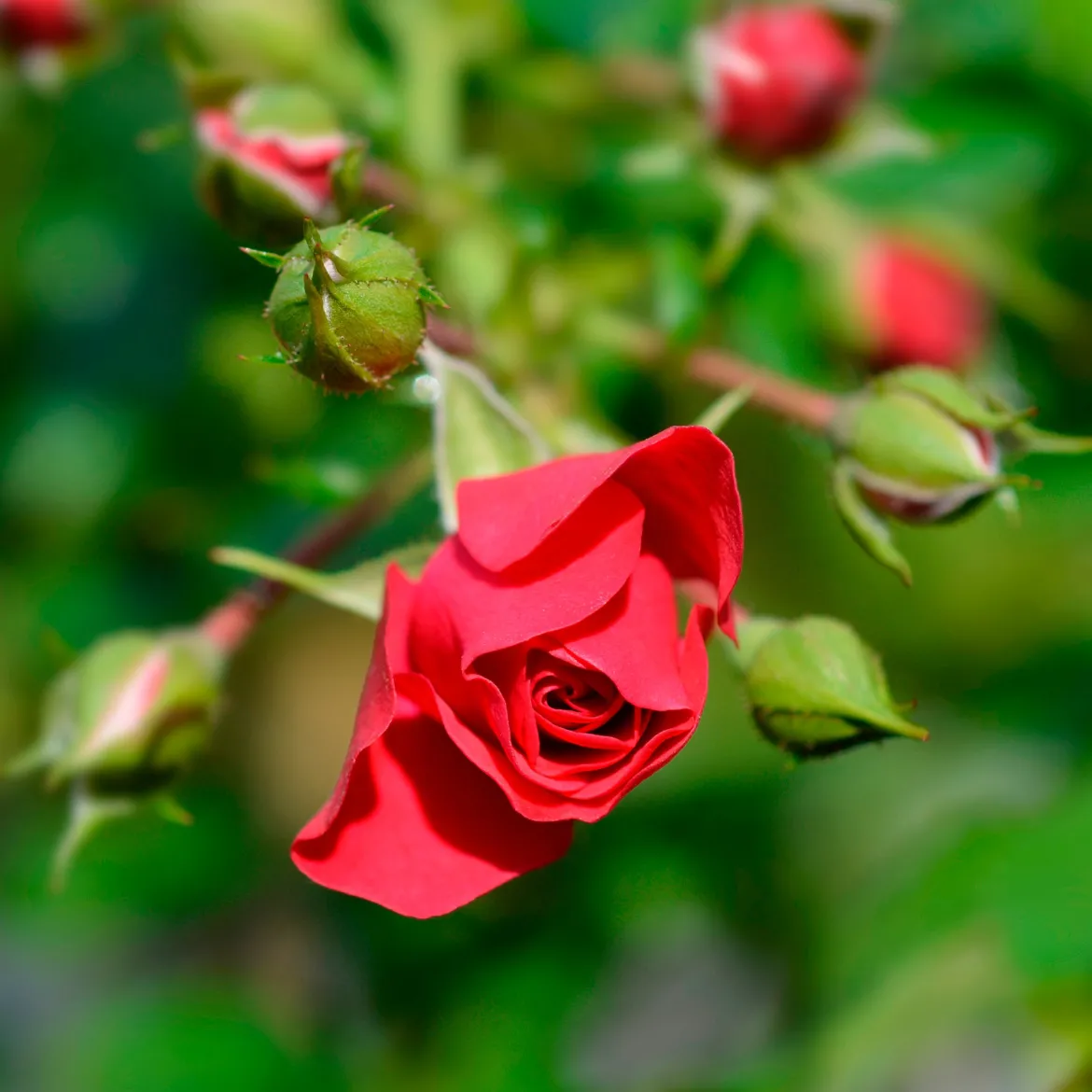 Rosier Toscana® - Rouge parfumé tout l'été