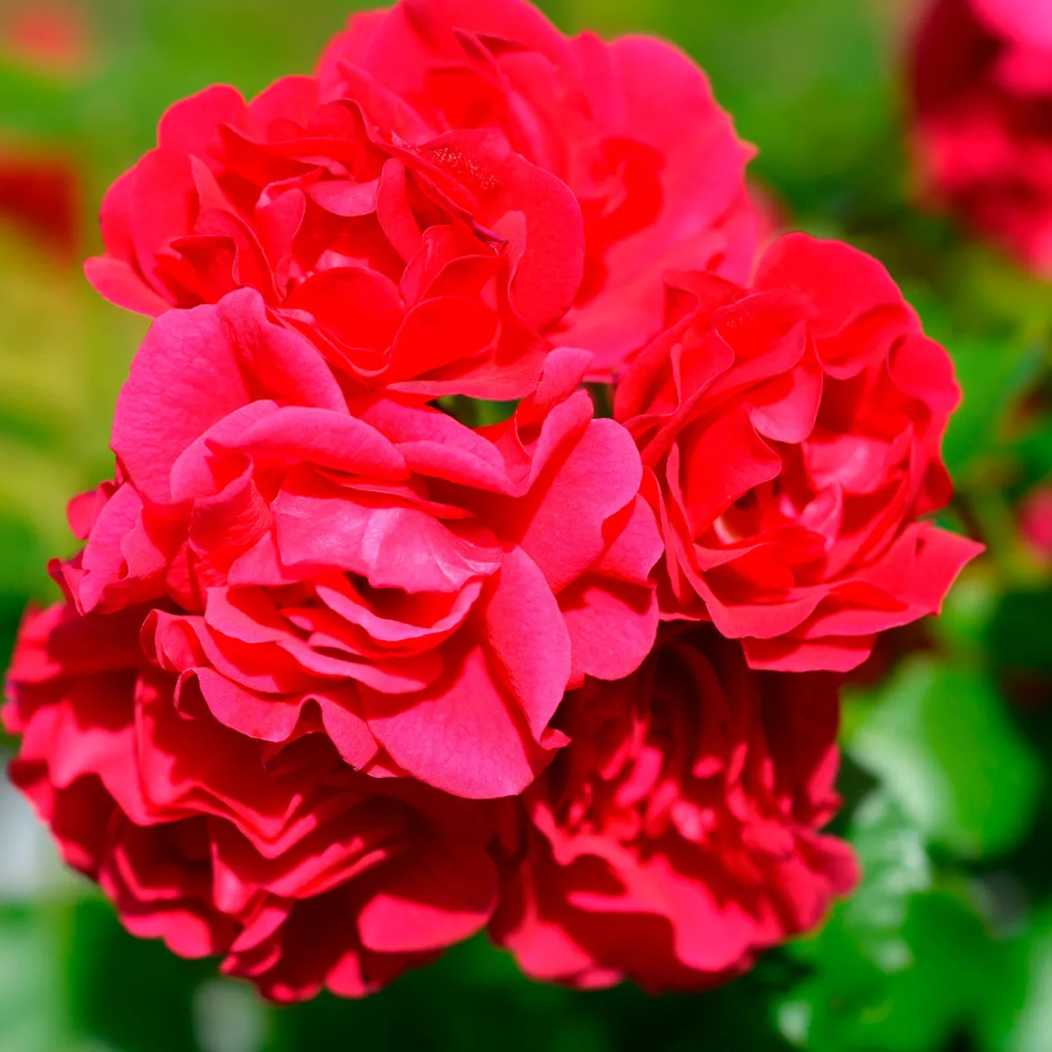 Rosier Toscana® - Rouge parfumé tout l'été