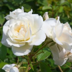Rosier White Symphony - Des roses blanches tout l'été