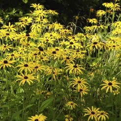 Rudbeckia deamii - Un massif jaune tout l'été