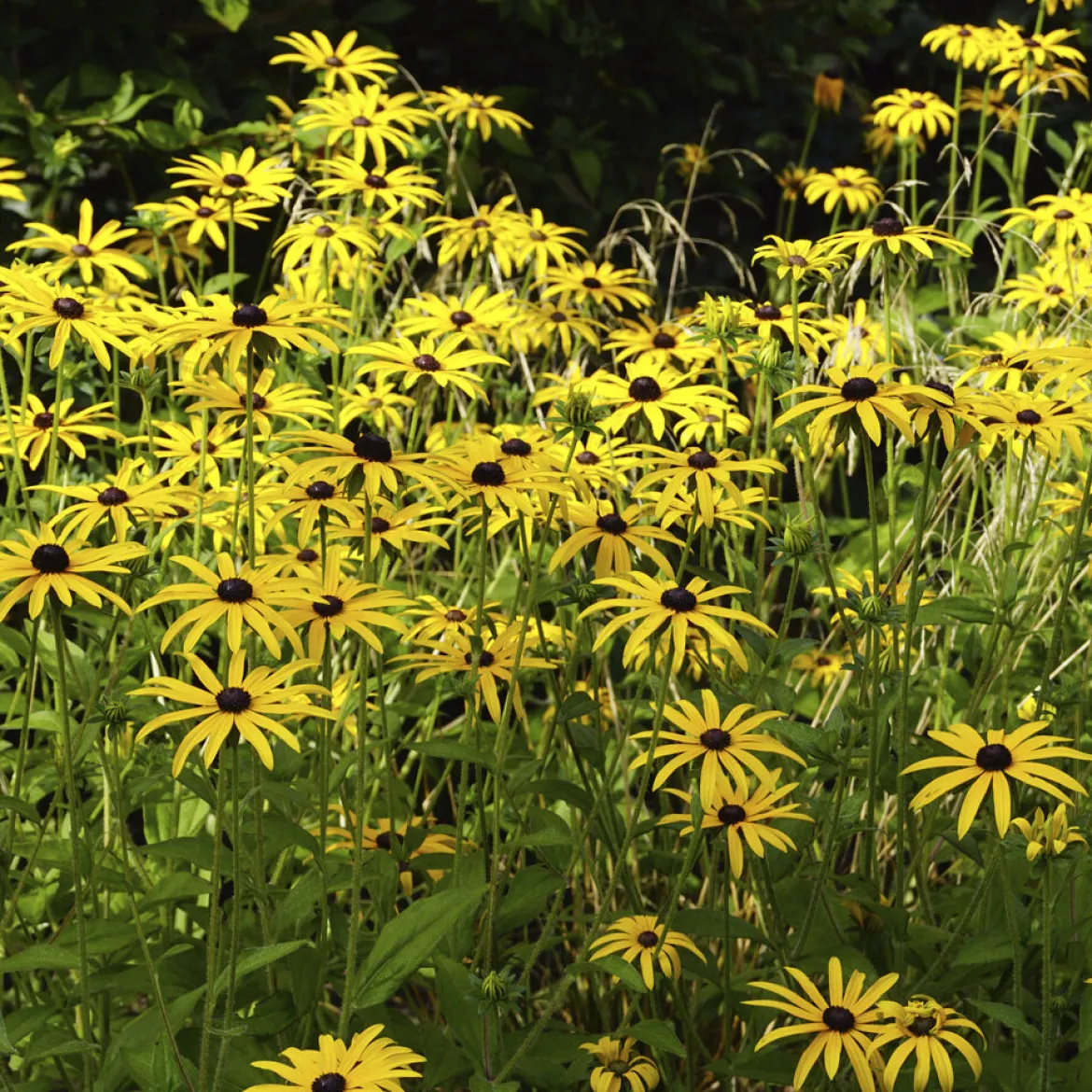 Rudbeckia deamii - Un massif jaune tout l'été