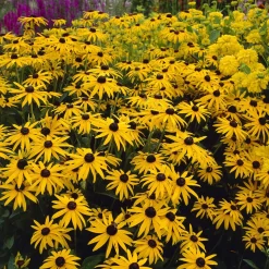 Rudbeckia deamii - Un massif jaune tout l'été