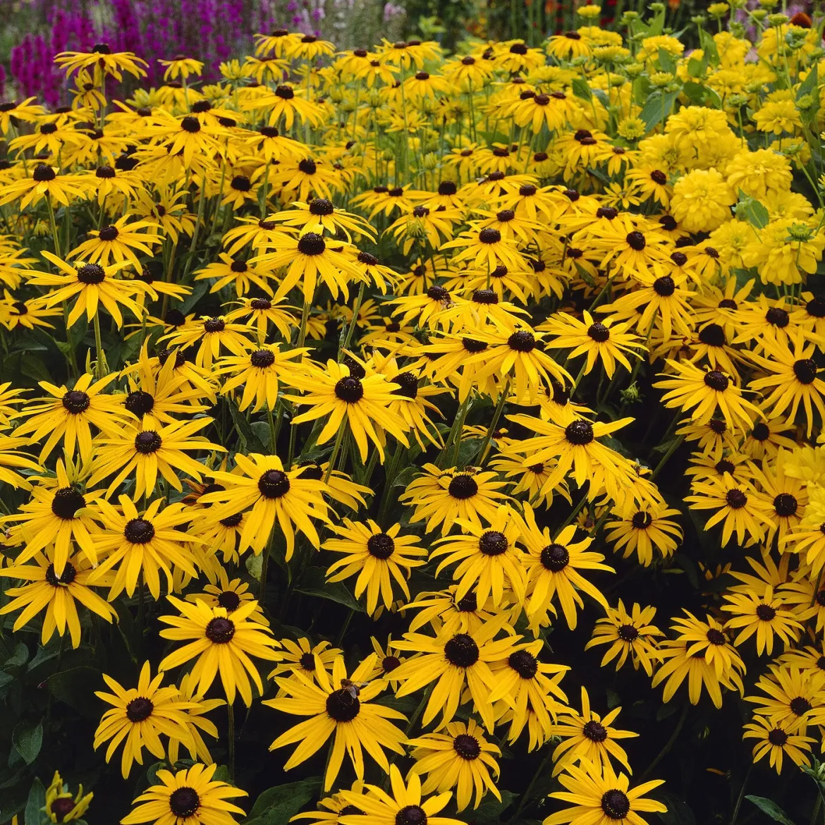 Rudbeckia deamii - Un massif jaune tout l'été