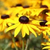 Rudbeckia Early Bird Gold - 3 mois de fleurs jaune vif