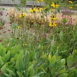 Rudbeckia géante - Des fleurs XXL tout l'été
