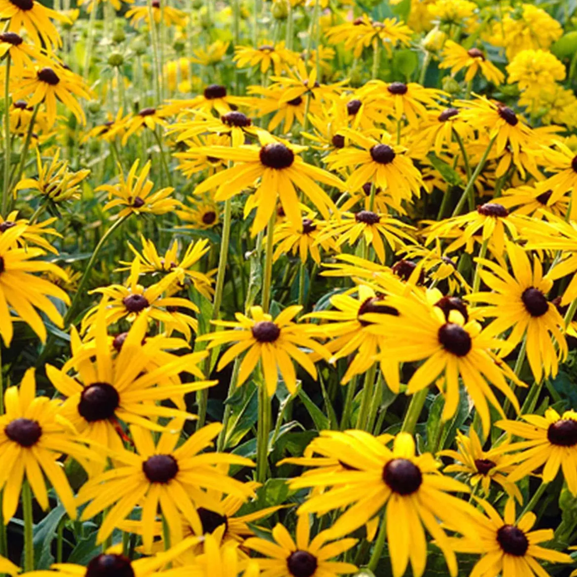 Rudbeckia Goldsturm - Le soleil jaune tout l'été