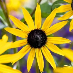Rudbeckia Goldsturm - Le soleil jaune tout l'été