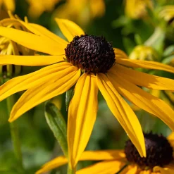 Rudbeckia Goldsturm - Le soleil jaune tout l'été