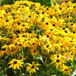 Rudbeckia Goldsturm - Le soleil jaune tout l'été