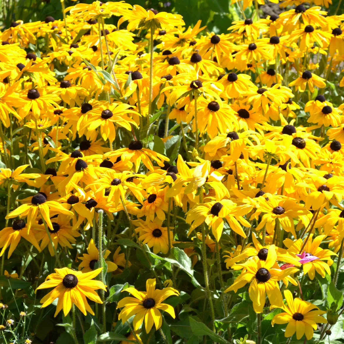 Rudbeckia Goldsturm - Le soleil jaune tout l'été