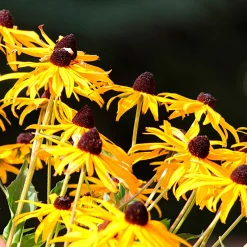 Rudbeckia Goldsturm - Le soleil jaune tout l'été