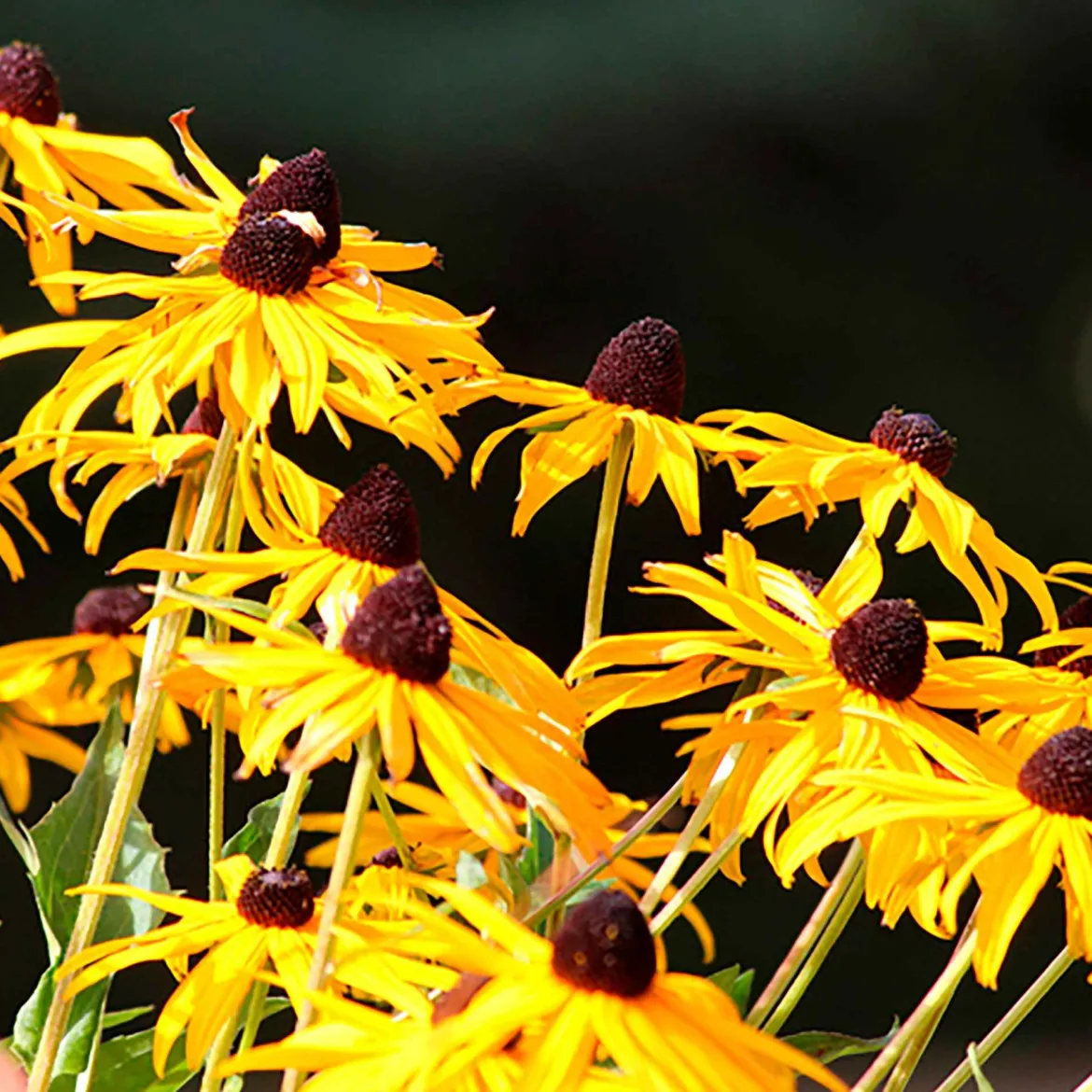 Rudbeckia Goldsturm - Le soleil jaune tout l'été