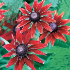 2 Rudbeckia hirta Cherry Brandy - Le rouge qui illumine tout