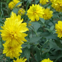 Rudbeckia laciniata Goldquelle - Soleil garanti tout l'été
