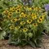 Rudbeckia Little Goldstar - Le soleil au jardin