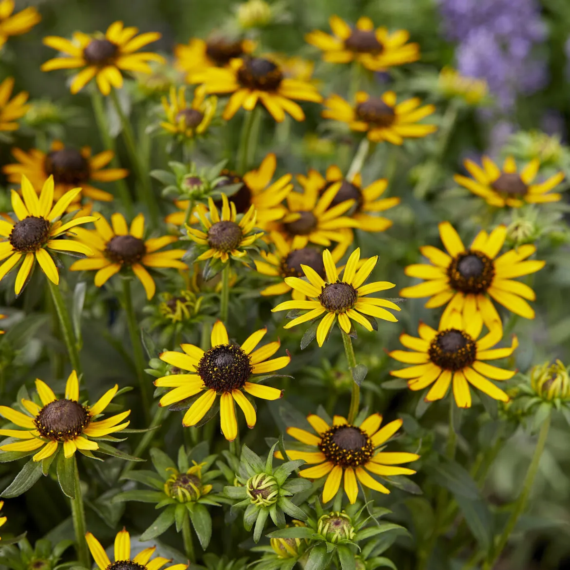 Rudbeckia Little Goldstar - Le soleil au jardin