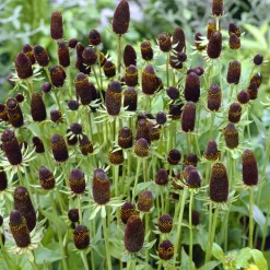 Rudbeckia occidentale Green Wizard - La fleur sans pétales culte