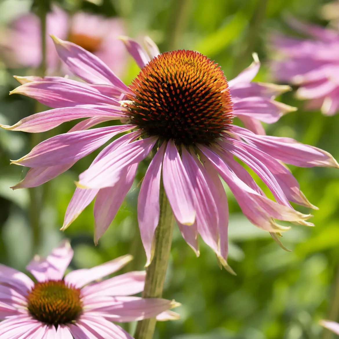 Rudbeckia pourpre - Echinacea - Des fleurs roses tout l'été