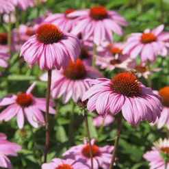 Rudbeckia pourpre - Echinacea - Des fleurs roses tout l'été