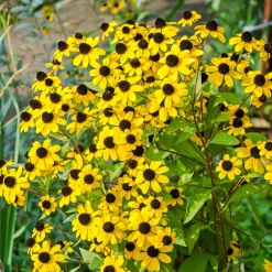 Rudbeckia trilobée - Une pluie de fleurs jaunes
